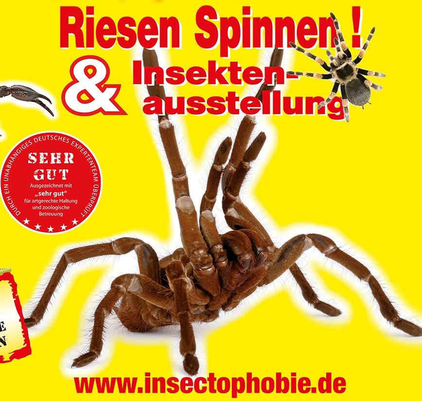 Insectophobie - Riesenspinnen- und Insektenausstellung